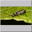 Grammoptera ruficornis - Rothoerniger Bluetenbock 02 6mm.jpg